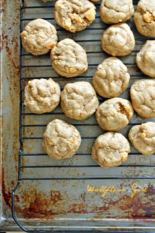 Brown Sugar Cookie Butter Graham Cracker Cookies 6--100813